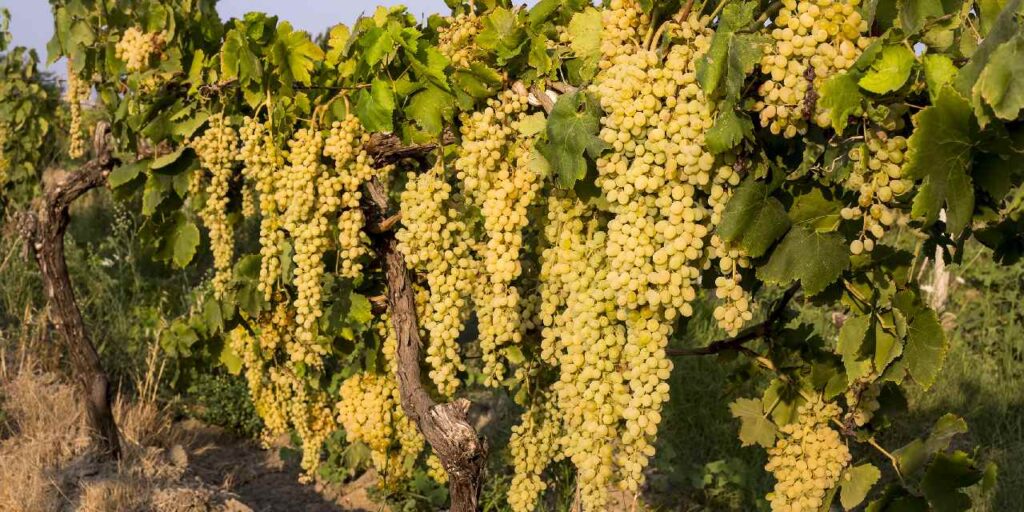 4 agustosta uzum ihracatina izin cikiyor 100 milyon dolar satis hedefleniyor pTEDTA6D