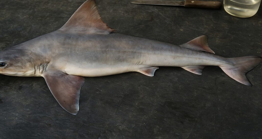 50 yildir kayipti yeniden ortaya cikti ZB1C9DVr