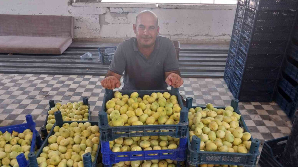 altindan bal damlayan incir ureticisinin yuzu guldu JQdX5dvh