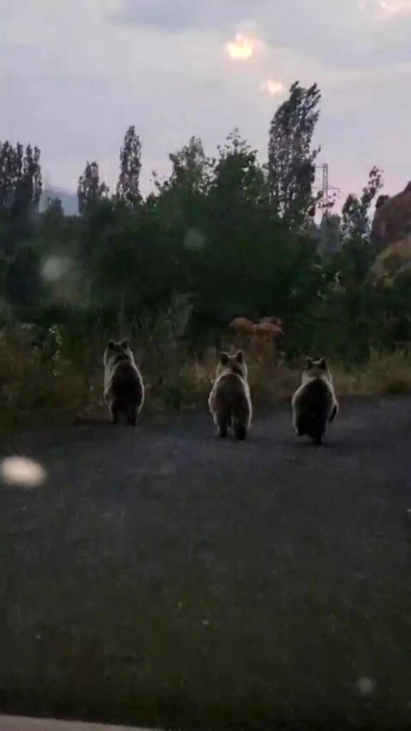 ayi ailesi yolda goruntulendi b193DqLQ