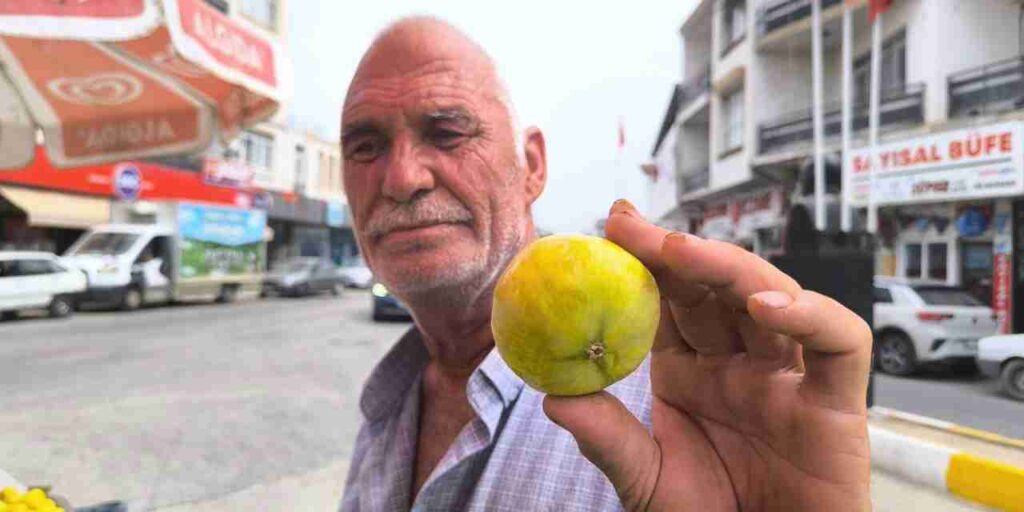 incir artik taneyle satiliyor QMXh1VXX