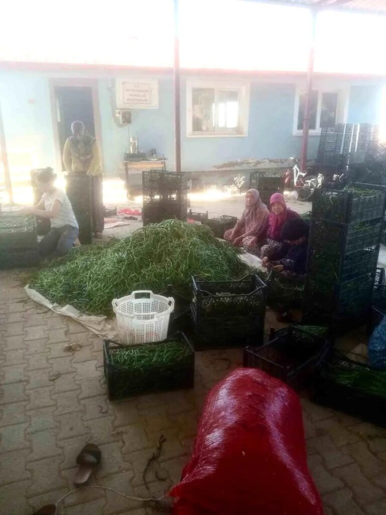 kuraklik borulce uretimini artirdi ZqRPD7In