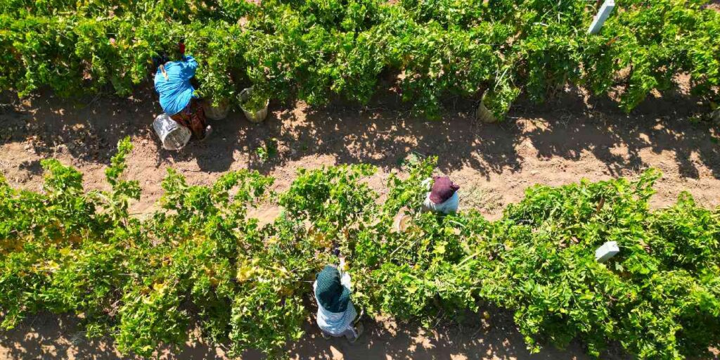 manisada hasadi basladi 1 milyon dekar alanda yetistiriliyor yCgqEn2t