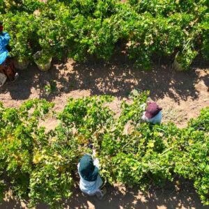 manisada hasadi basladi 1 milyon dekar alanda yetistiriliyor yCgqEn2t