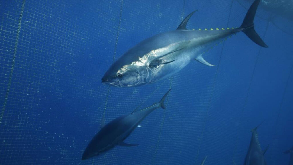 turkiye yakaliyor japonya ve guney kore yiyor IJqgTQc9