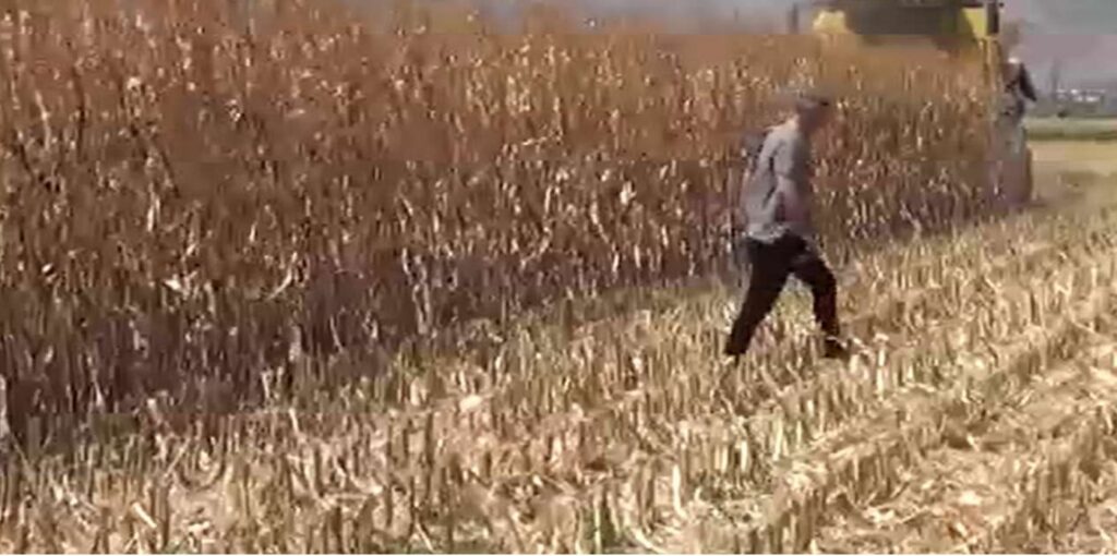 9 bin ton toplanacak 11 bin 300 liradan satilacak Ib5Oe2DB