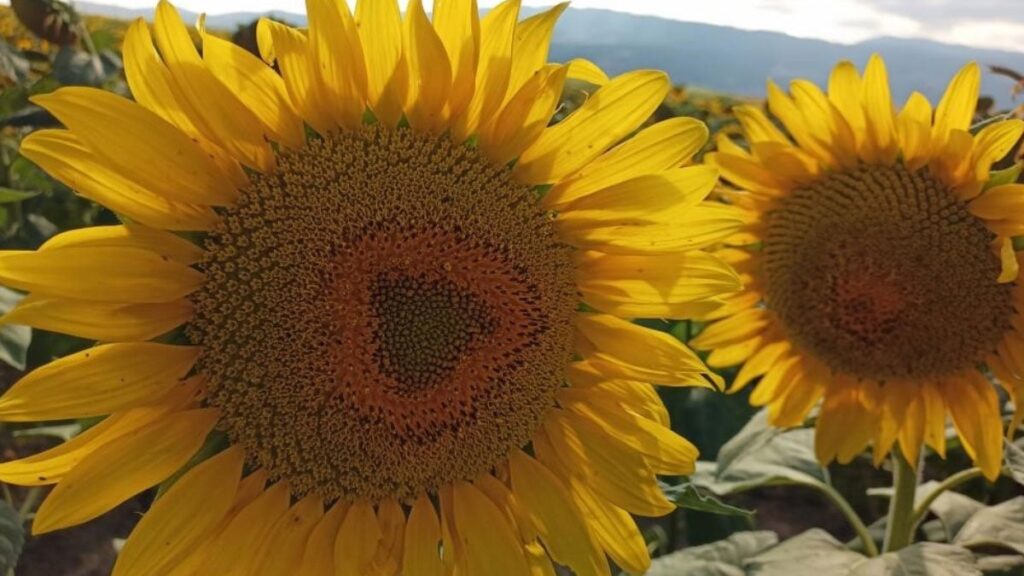 aycicegi alim fiyati aciklandi ton basina 29 bin lira bOkI2hXz