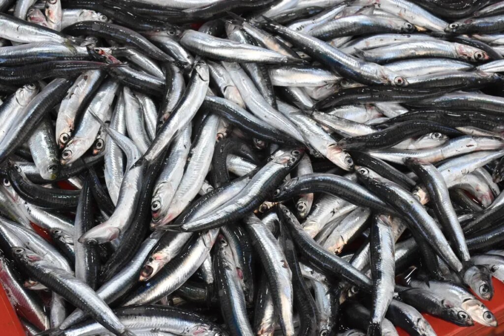 balik tezgahlari sardalya ile doldu EU8GRZtU