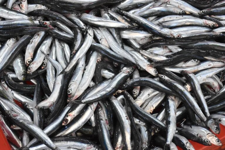 balik tezgahlari sardalya ile doldu EU8GRZtU