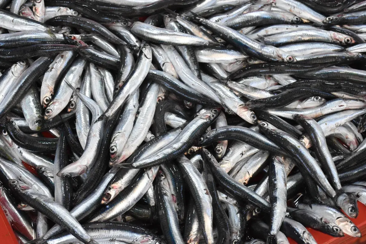 balik tezgahlari sardalya ile doldu EU8GRZtU