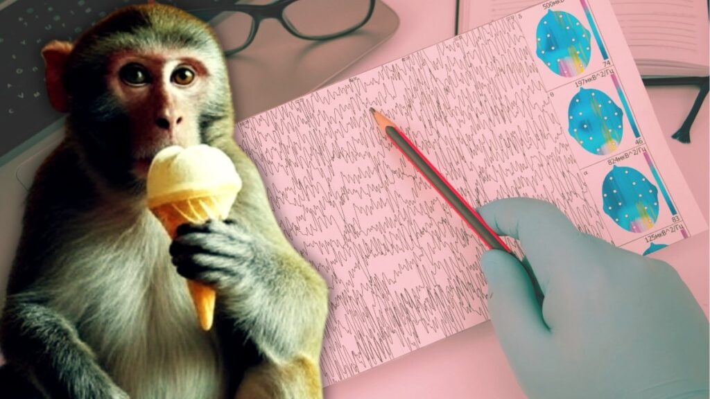 cagin vebasi 13 maymun bitirecek 10 milyon 742 bin tl odendi RkvUYW6Z