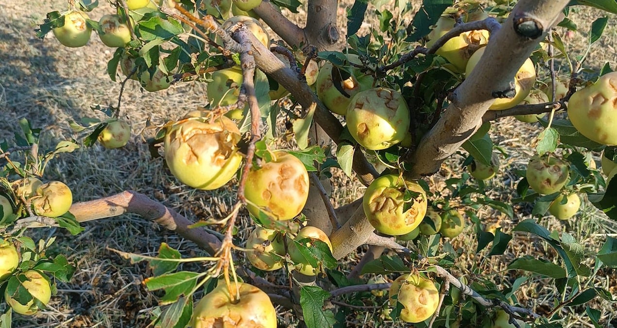 dolu vurdu 100 milyon zarar olustu YsZPmuBm