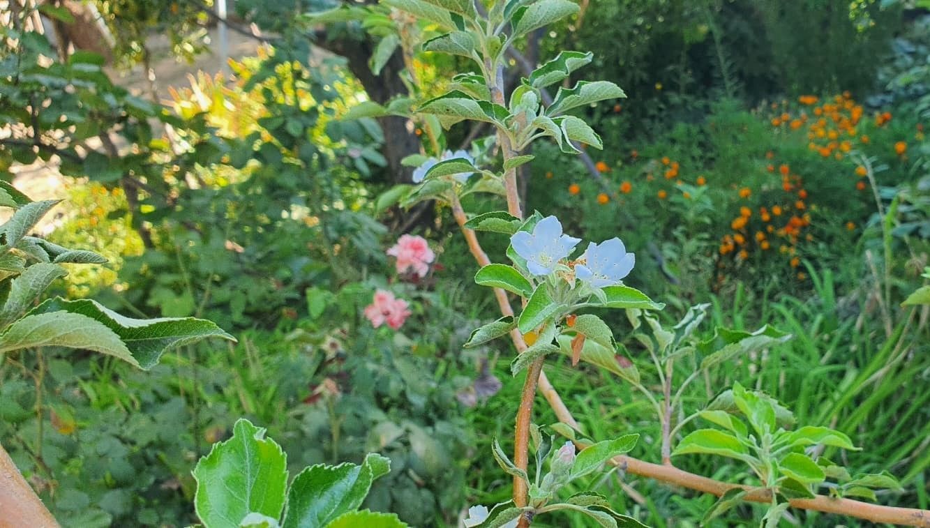 elma agaci sonbaharda cicek acti qDRfx7TX