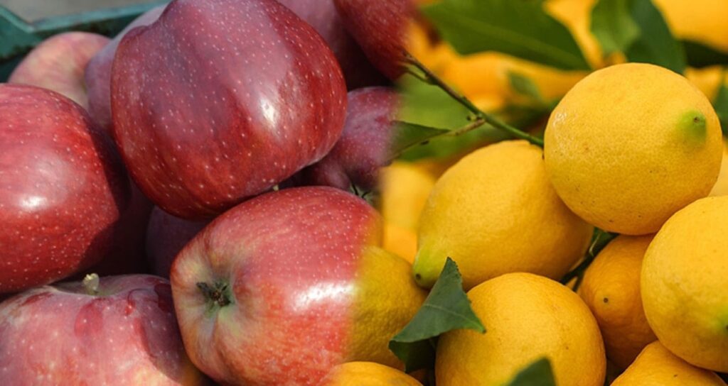 Elma ve limonun ihracı kayda bağlandı
