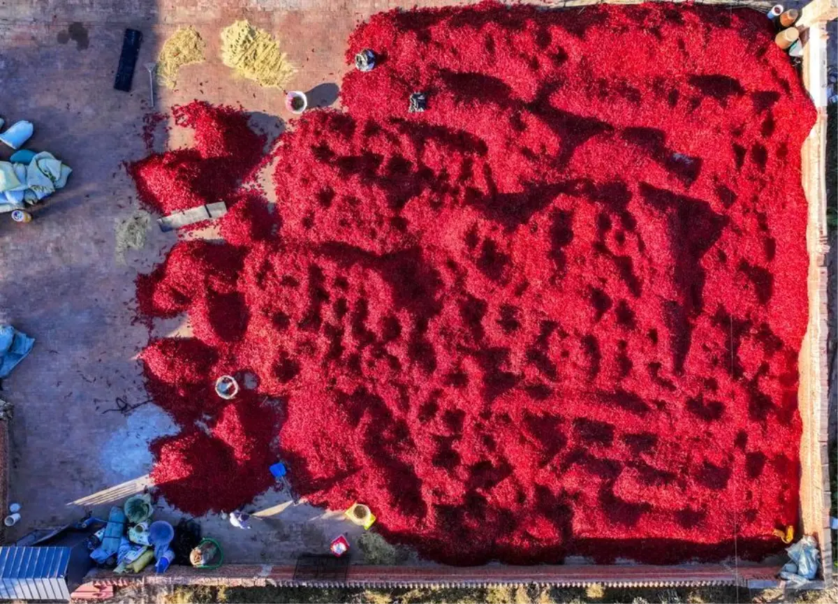 biber hasadi basladi 4AybueMD.jpg