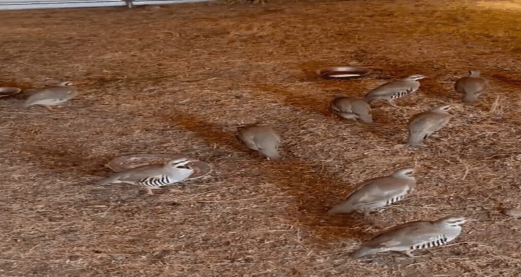 bitliste yakalanan 90 kinali keklik dogaya salindi pNnZ8HAS