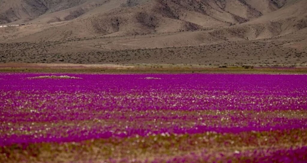 dunyanin en kurak colu cicek tarlasina dondu gormek icin akin ettiler bY2rOUmM