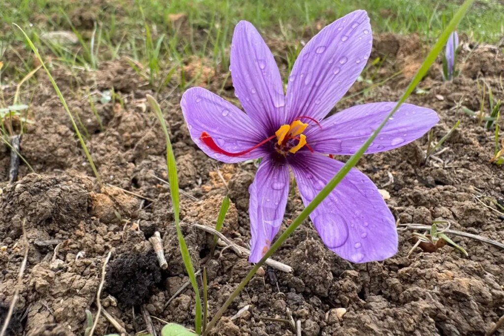 safranboluda 9 safran festivali ve hasadi gerceklestirildi kBx6hv2n.jpg