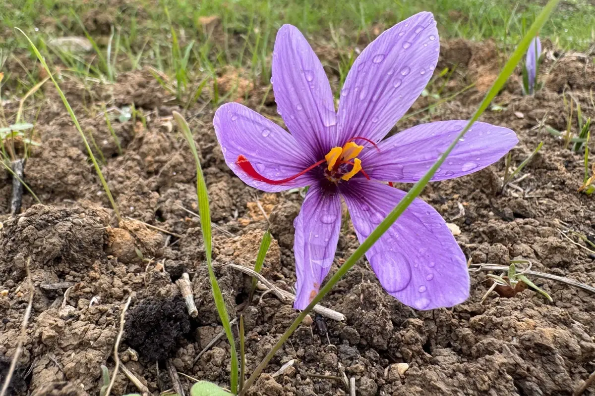 safranboluda 9 safran festivali ve hasadi gerceklestirildi kBx6hv2n.jpg