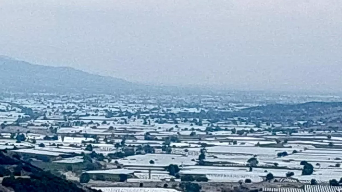 sarigolde uzum ureticileri ihracat icin hasada cagri iyi pKnejkhT.jpg